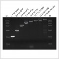 LiScript™ First-Strand cDNA Synthesis Kit (+gDNA wiper) (50 rxn)