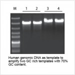 LiTaq™ Super-Fidelity PCR Master Mix (1 ml)
