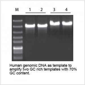 LiTaq™ Ultra SuFi DNA Polymerase (500 U)