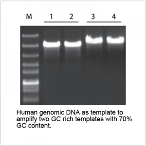 LiSpark™ Ultra SuFi DNA Polymerase (500 U)