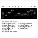 2× LiTaq™ Plus PCR Master Mix (+Dye) (50 ml)