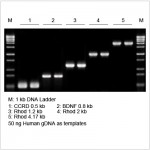 2× LiTaq™ PCR Master Mix (+Dye) (15 ml)