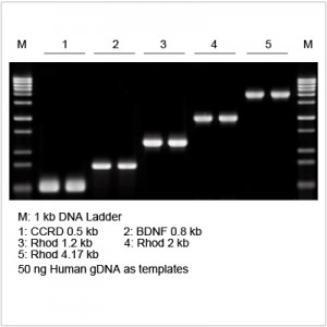 2× LiTaq™ PCR Master Mix (-Dye) (50 ml)