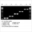2× LiTaq™ PCR Master Mix (+Dye) (5 ml)..