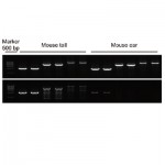 Mouse Tissue Direct PCR Kit (200 rxns)