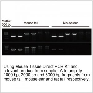 Mouse Tissue Direct PCR Kit (200 rxns)