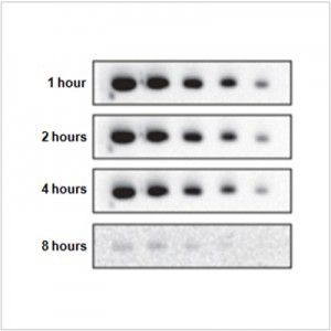 SuperECL™ Plus Western Blotting Detection Kit (2×100 ml)