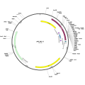 Human PDPR (BC150251) cDNA Clone in pBC SK+