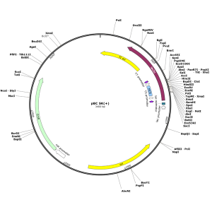 Human PDPR (BC150251) cDNA Clone in pBC SK+
