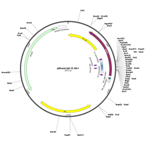Human MAP6 (BC150254) cDNA Clone in pBluescript II SK+