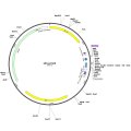 Human ACRV1 (BC014588) cDNA Clone in pBluescriptR
