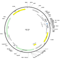 Human APEX1 (BC095428) cDNA Clone in pCI-neo