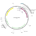 Human ABO (BC111575) cDNA Clone in pCR-BluntII-TOPO