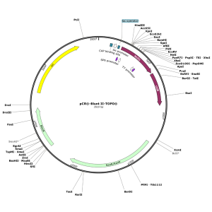 Human ACTN3 (BC099647) cDNA Clone in pCR-BluntII-TOPO