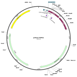 Human AANAT (BC126334) cDNA Clone in pCR4-TOPO