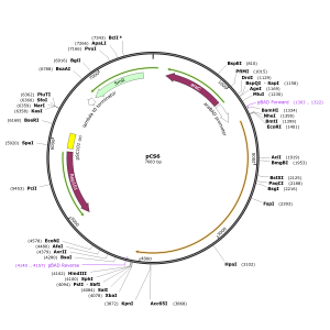 Human AADAC (BC032309) cDNA Clone in pCS6