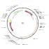 Human A1BG (BC035719) cDNA Clone in pCS6
