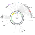 Human ADH1C (BC067422) cDNA Clone in pDNR-Dual