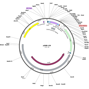 Human NAT2 (BC015878) cDNA Clone in pDNR-LIB