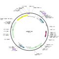 Human LOC107984035 (BC006438) ORF Clone in pDONR223