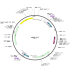 Human AANAT (BC069434) ORF Clone in pDONR223