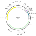 Human CNN2 (BC148264) cDNA Clone in pENTR201