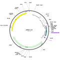 Human AK4 (BC148270) cDNA Clone in pENTR221