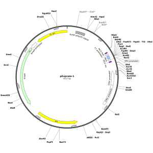 Human ABCF1 (BC112923) cDNA Clone in pExpress-1