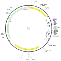 Human ABCA3 (BC151840) cDNA Clone in pFLC1