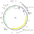 Human SERPINA3 (BC003559) cDNA Clone in pCS6