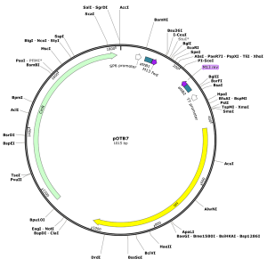 Human SERPINA3 (BC003559) cDNA Clone in pCS6