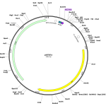 Human SRP14 (BC100031) cDNA Clone in pOTB7a