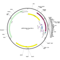 Human AANAT (BC069434) cDNA Clone in pPCR-Script Amp SK(+)