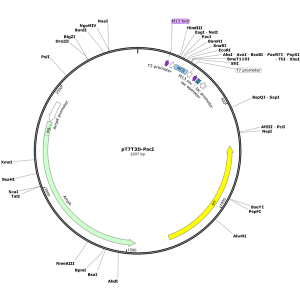 Human NCOA3 (BC092516) cDNA Clone in pT7T3D-PacI
