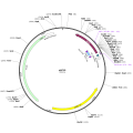 Human ART1 (BC069102) cDNA Clone in pUC19