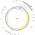 Human AK1 (BC100022) cDNA Clone in pYX-Asc