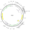 Human CHRM2 (BC095547) cDNA Clone in pcDNA3.1