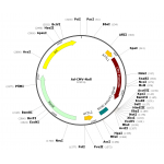 Adenovirus Null (200 µl)