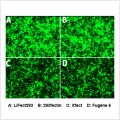 LiFect293™ Transfection Reagent (1 ml)