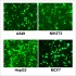 LiFect3K™ Transfection Reagent (0.75 ml)