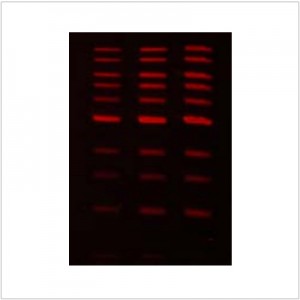LiGreen™ Red DNA Gel Stain (500 µl)