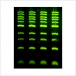 LiGreen™ Ultra Nucleic Acid Gel Stain (500 μl)