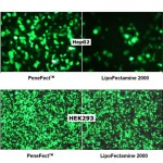 PeneFect™ Transfection Reagent (4 ml)