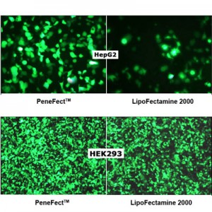 PeneFect™ Transfection Reagent (4 ml)