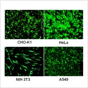 PrimeFect™ Transfection Reagent (3 ml)