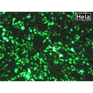 PrimeFect™ Transfection Reagent for Hela Cells (1 ml)
