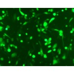 PrimeFect™ Transfection Reagent for CHO Cells (1 ml)