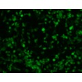 PrimeFect™ Transfection Reagent for HepG2 Cells (1 ml)