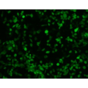 PrimeFect™ Transfection Reagent for HepG2 Cells (1 ml)