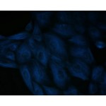 LiFluor™ 350 Blue Fluorescent Dye (5 mg)